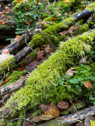 moss covered branches in the forest