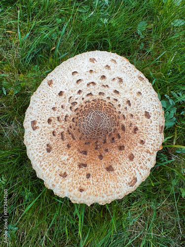 a mushroom from above