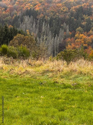 autumn landscape
