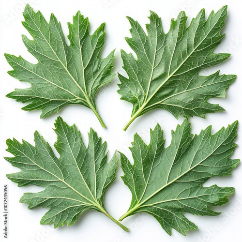 Grapevine Leaves Isolated