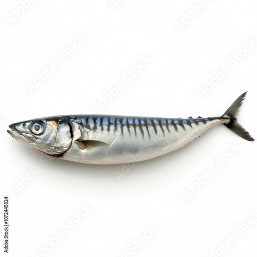 Mackerel Isolated
