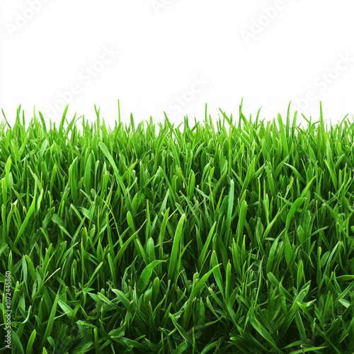 Long Grass Isolated