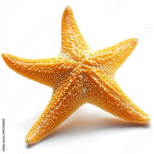 Star Fish Isolated