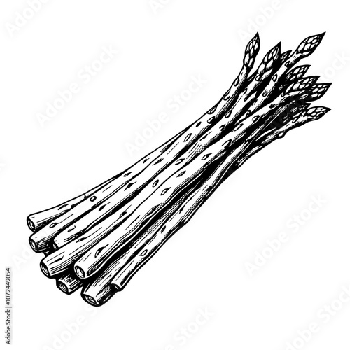Roasted asparagus ink illustration in black and white