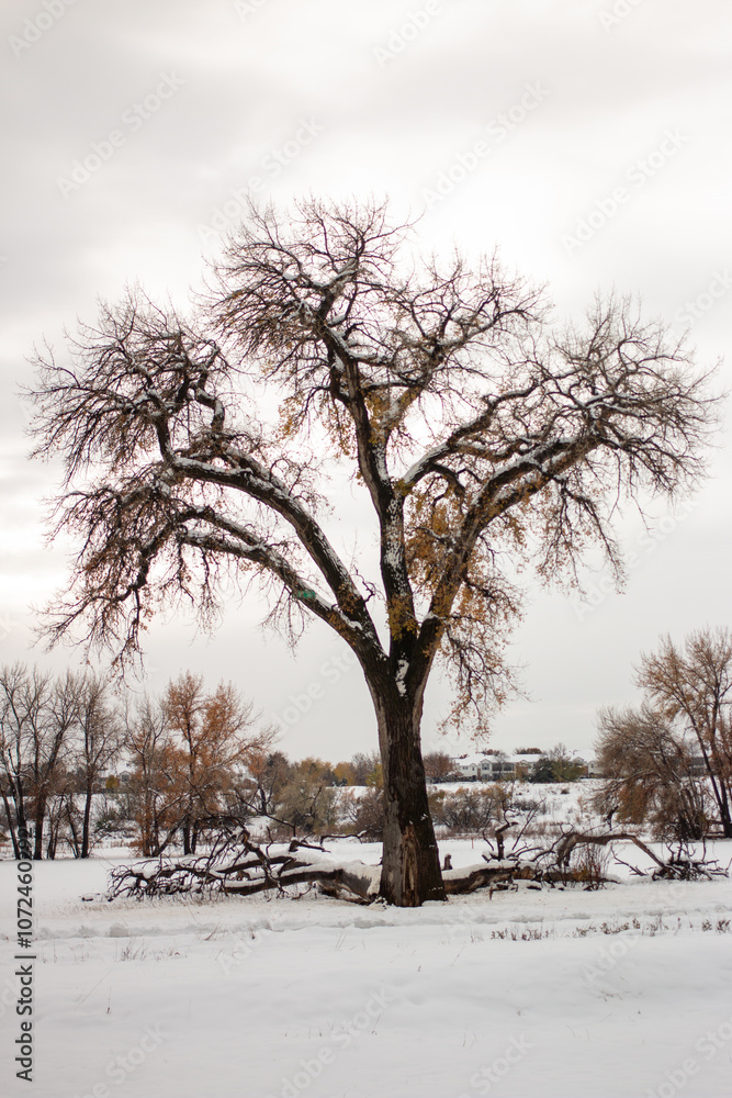 Fototapeta premium tree in winter