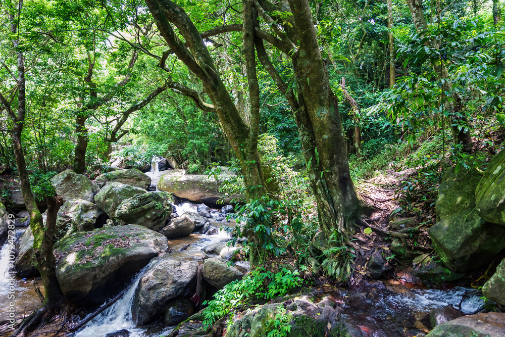 Kerala’s Hidden Gems: Tranquil Streams and Timeless Rocks in the Forest Kerala’s Hidden Gems: Tranquil Streams and Timeless Rocks in the Forest