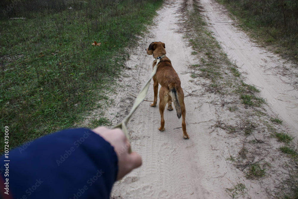 Walking along the road with a brown dog Walking along the road with a brown dog