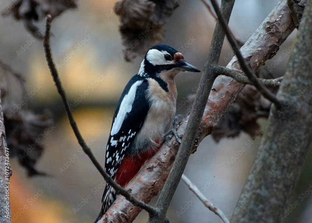 A large spotted woodpecker sits on a tree. A large spotted woodpecker sits on a tree.