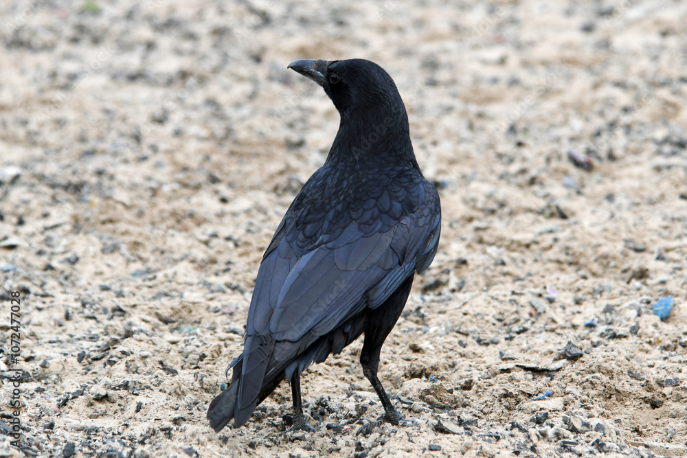 Corneille noire voleuse volant une boîte de gâteaux en plastique – Corvus corone Corneille noire voleuse volant une boîte de gâteaux en plastique – Corvus corone