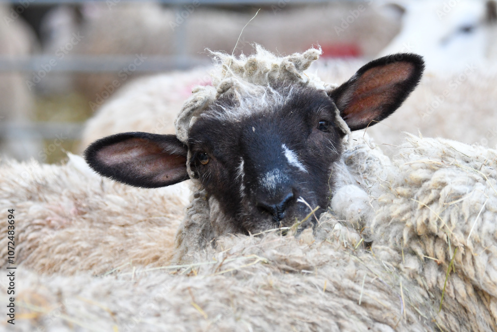 Naklejka premium Brebis (Ovis aries) dans une ambiance de ferme