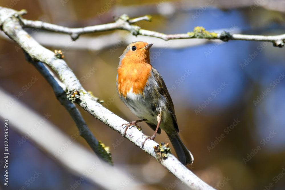 Rouge-gorge (Erithacus rubecula) sur une branche Rouge-gorge (Erithacus rubecula) sur une branche