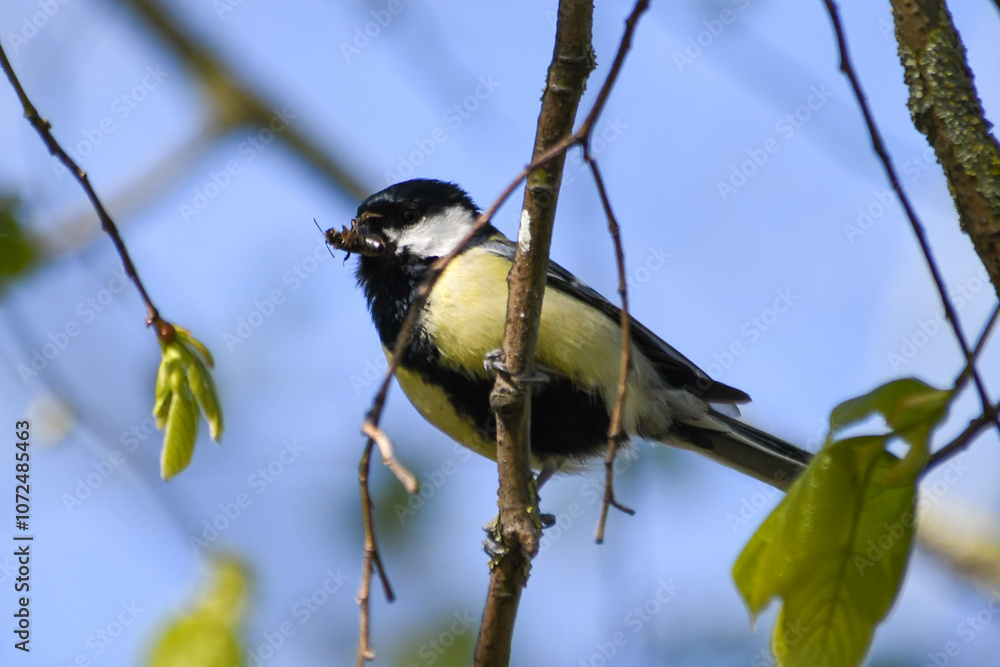 Fototapeta premium Mésange charbonnière (Parus major) sur une branche avec un insecte dans le bec