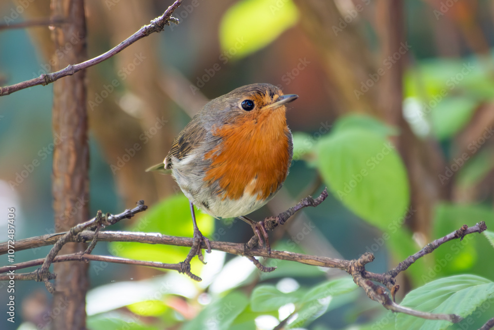 Rouge-gorge (Erithacus rubecula) sur une branche Rouge-gorge (Erithacus rubecula) sur une branche