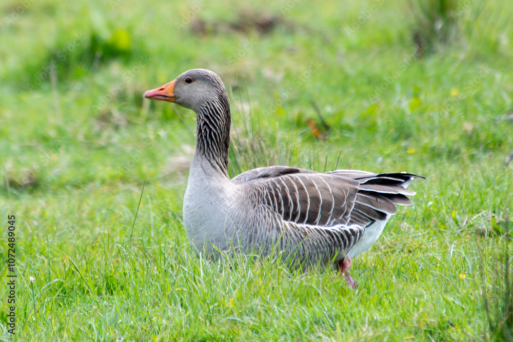 Greylag Goose (Anser anser) in the grass Greylag Goose (Anser anser) in the grass