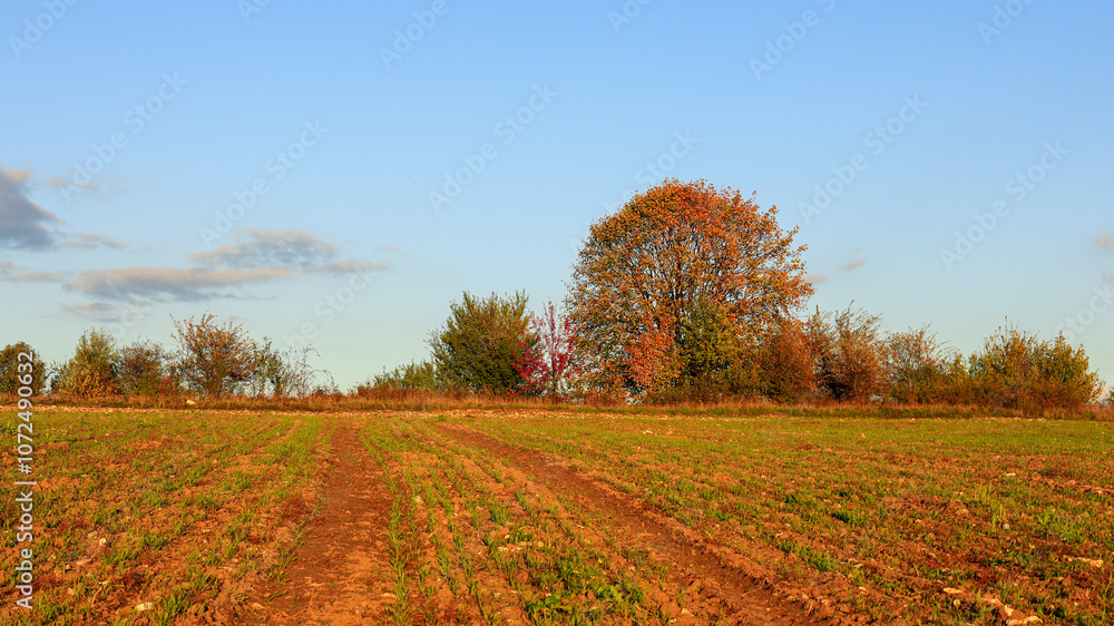 Kraków-Częstochowa Upland, autumn fields sown with catch crops, just before sunset, full of autumn golden hues and colors. Kraków-Częstochowa Upland, autumn fields sown with catch crops, just before sunset, full of autumn golden hues and colors.