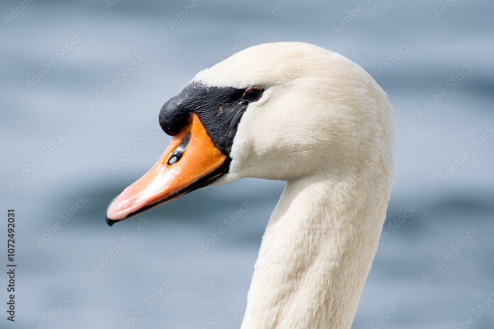 Cygne tuberculé nageant dans l'eau

