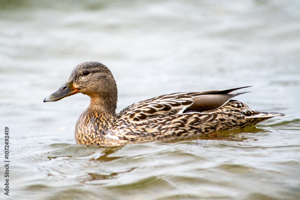 Canard colvert femelle nageant
Canard colvert femelle nageant