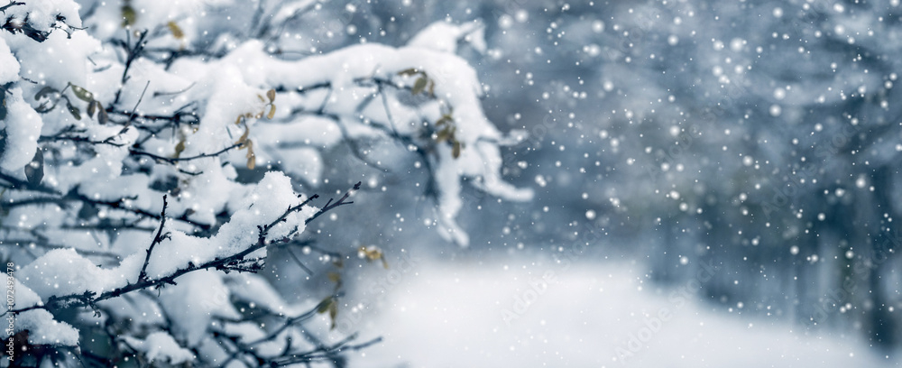 winter forest with snowy tree branches on blurred background during snowfall winter forest with snowy tree branches on blurred background during snowfall