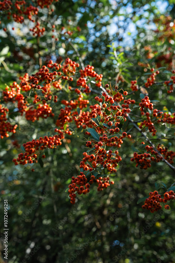 Ripe red fruits of wild plum growing in the nature on sunny day Ripe red fruits of wild plum growing in the nature on sunny day