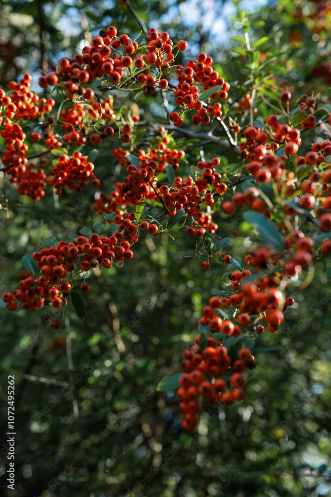Ripe red fruits of wild plum growing in the nature on sunny day Ripe red fruits of wild plum growing in the nature on sunny day