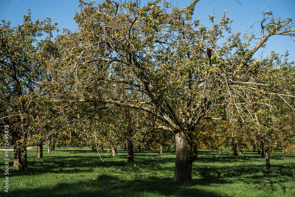 Fototapeta premium Sakura alley in autumn park