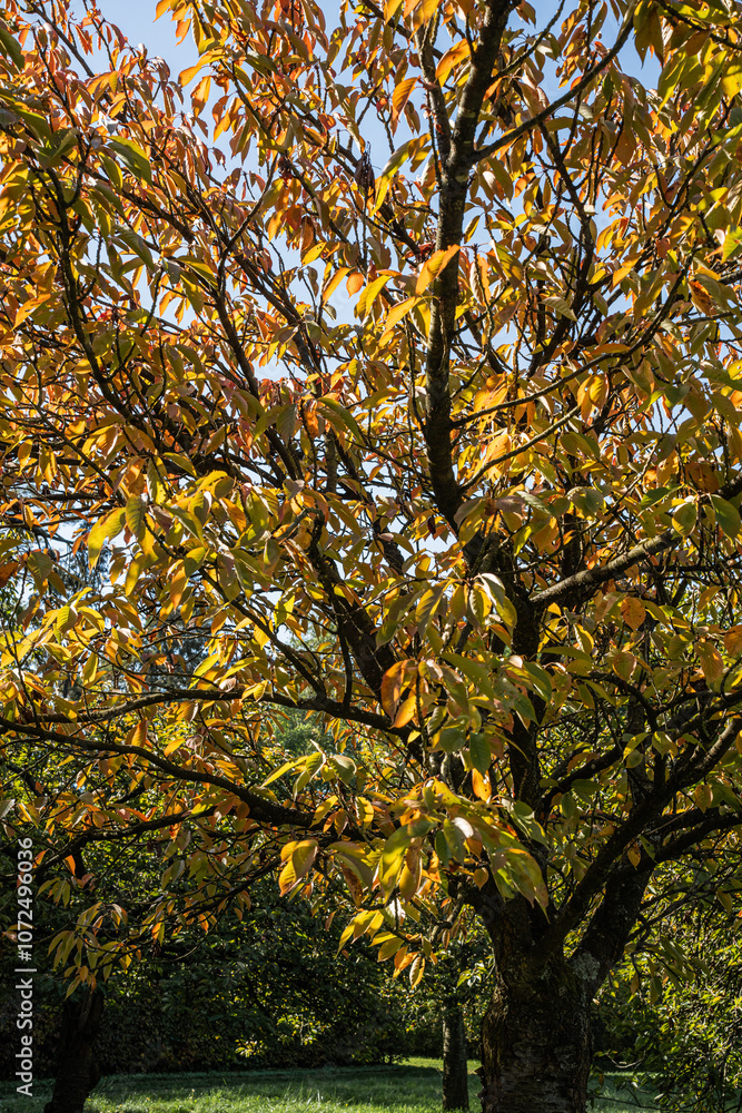 Sakura alley in autumn park Sakura alley in autumn park