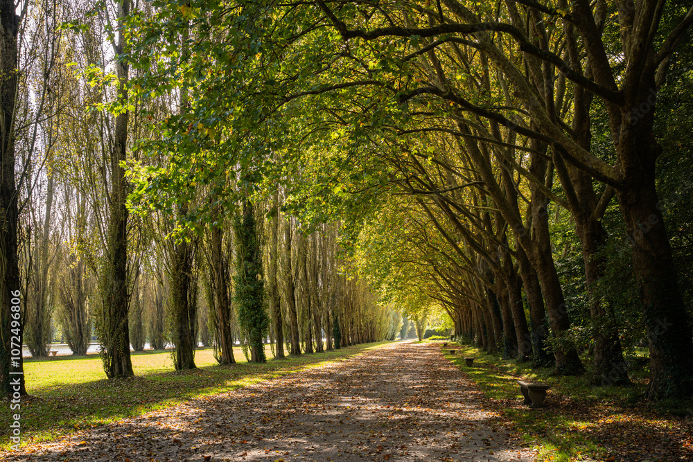 Beautiful green trees and lawn in park on sunny day Beautiful green trees and lawn in park on sunny day