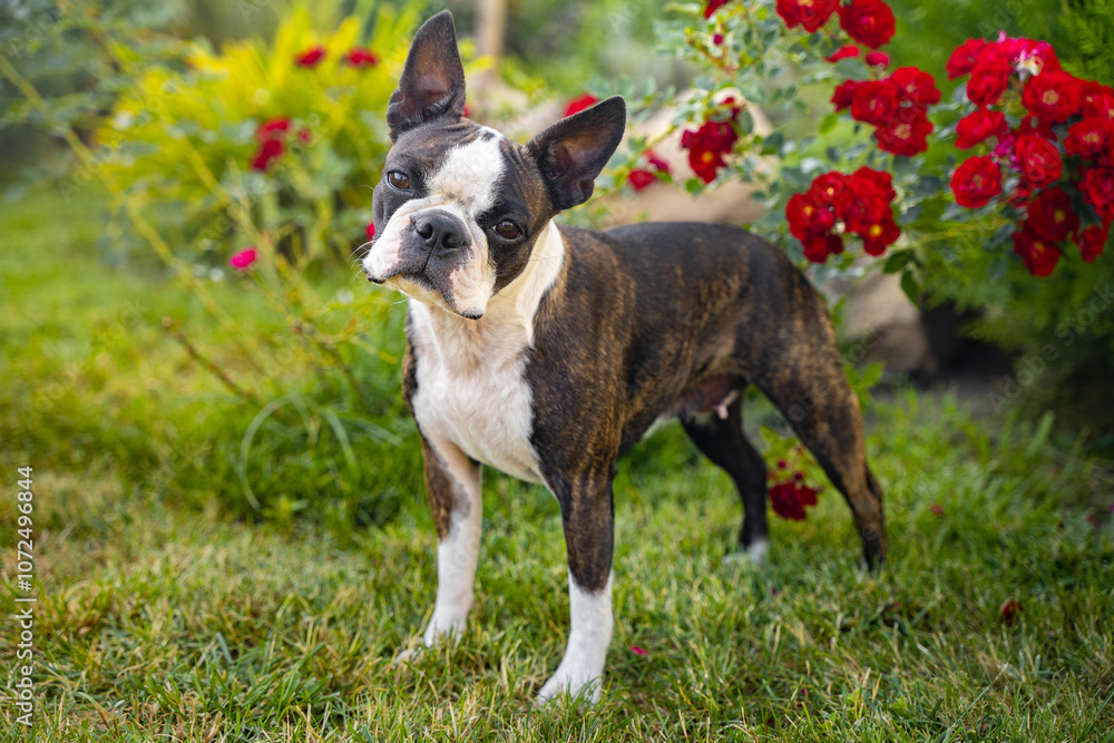 A beautiful portrait of a Boston terrier dog outside. A beautiful portrait of a Boston terrier dog outside.