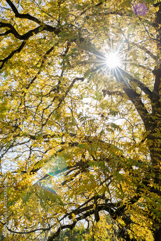 Obraz premium Penetrating light through tree branches