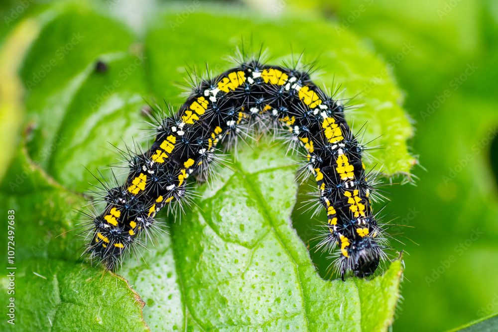 Chenille de l'Écaille marbrée (Callimorpha dominula) sur une feuille
Chenille de l'Écaille marbrée (Callimorpha dominula) sur une feuille