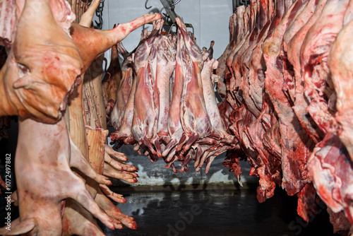 slaughter house freezer pigs hanging on hooks