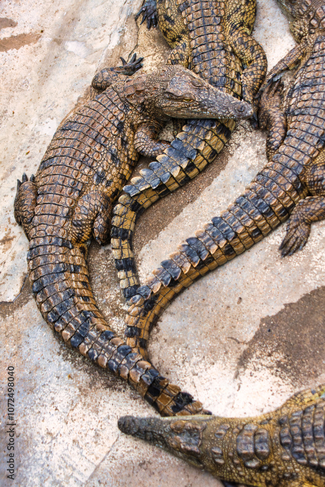 Obraz premium crocodile farm, raised for skin leather, south africa and Botswana, top view