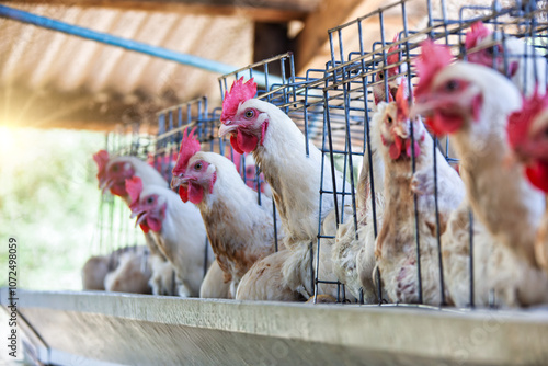 Canvas Print laying hens in battery chicken cages, industrial poultry , white chicks for comm