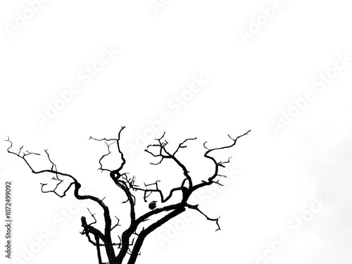 Bare dark tree and crow bird on branch on white background 