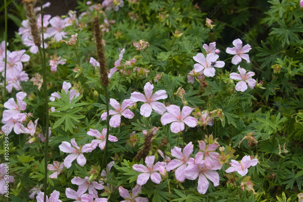 Fototapeta premium Fleurs sauvages dans un jardin à Bruxelles un beau jour de printemps