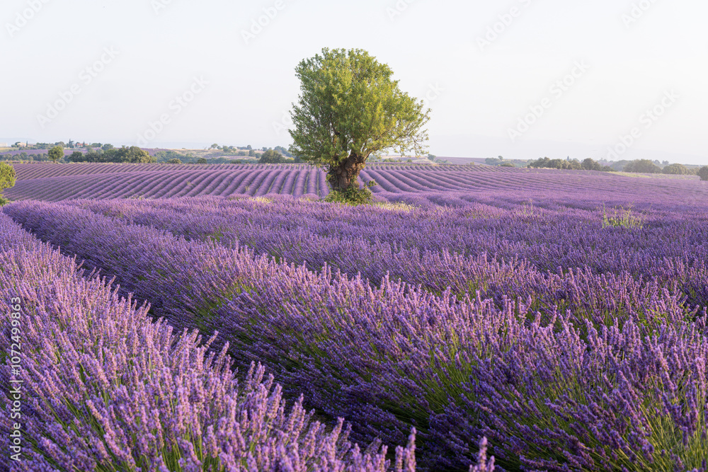 Obraz premium Standalone tree among lavender rows in Valensole fields in Provence, France