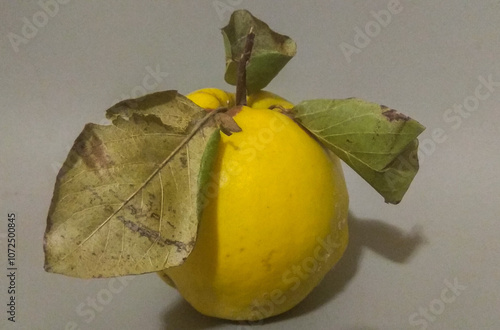 yellow quince with leaves on a gray background photo