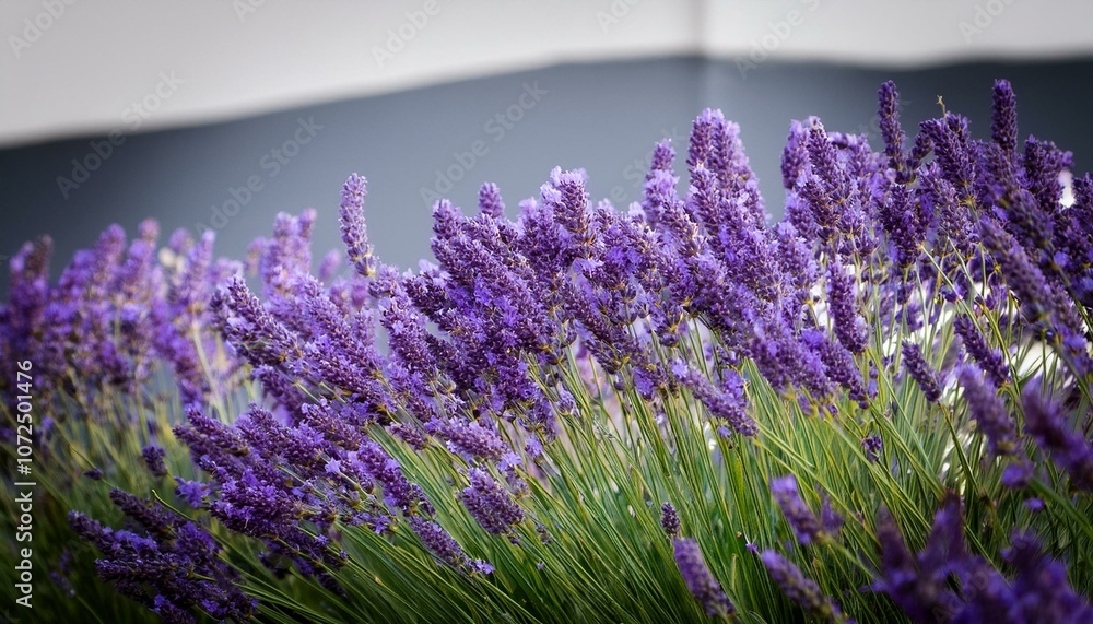 Obraz premium branch of lavender flower