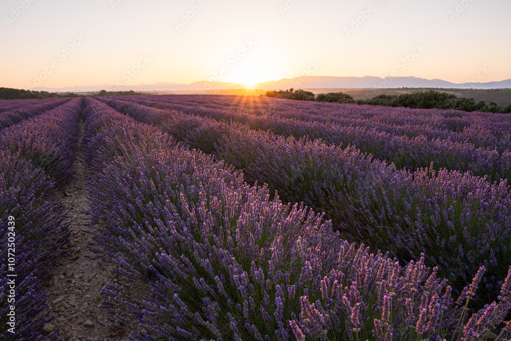 Obraz premium Sunrise over Valensole lavender fields in Provence, France