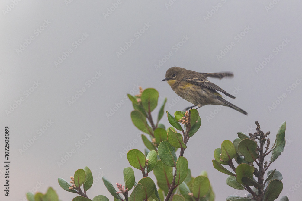 Fototapeta premium A yellow-rumped warbler bird in fog