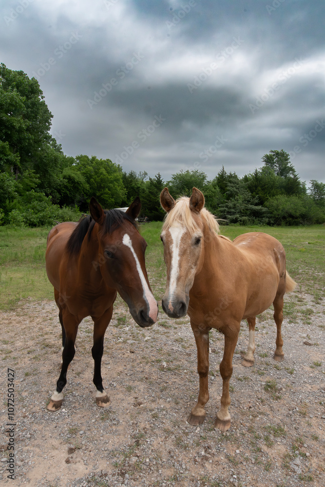 Farm Horses Farm Horses