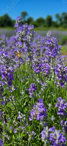 Lavender Fields