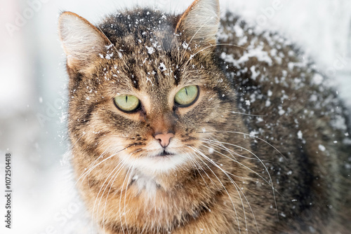 snow-covered cat outside in winter photo