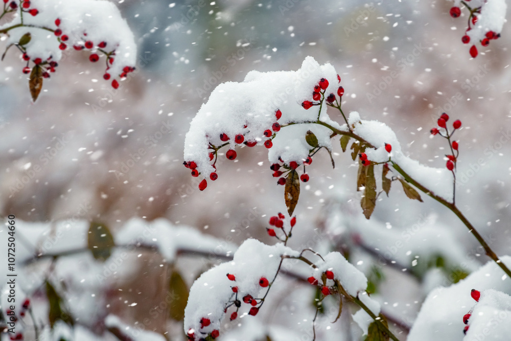 covered with a thick layer of snow rosehip branches with red berries in winter during snowfall covered with a thick layer of snow rosehip branches with red berries in winter during snowfall