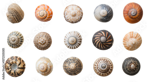 Collection of sea shells on a transparent background