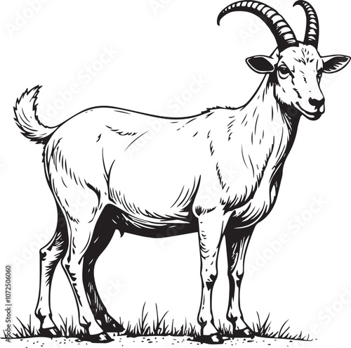 Vector goat sketch on white background