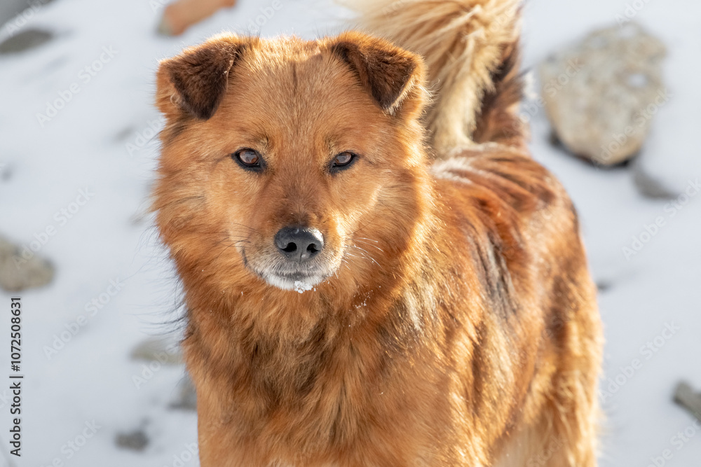 brown shaggy dog with an attentive look in winter on a background of snow brown shaggy dog with an attentive look in winter on a background of snow