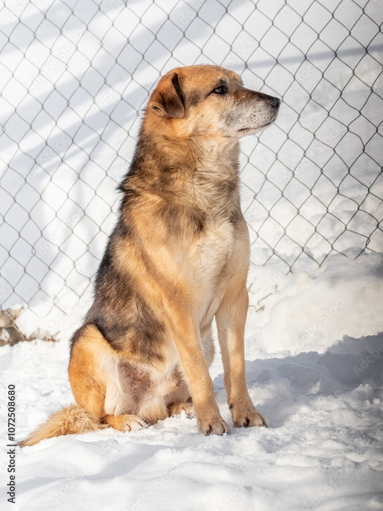 Naklejka premium a big dog sits in the snow near the fence in winter