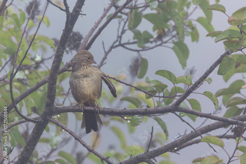 Closeup of a California towhee bird in fog