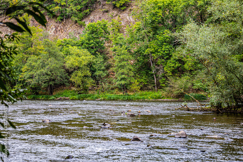 View of the river with rapids and wild birds.